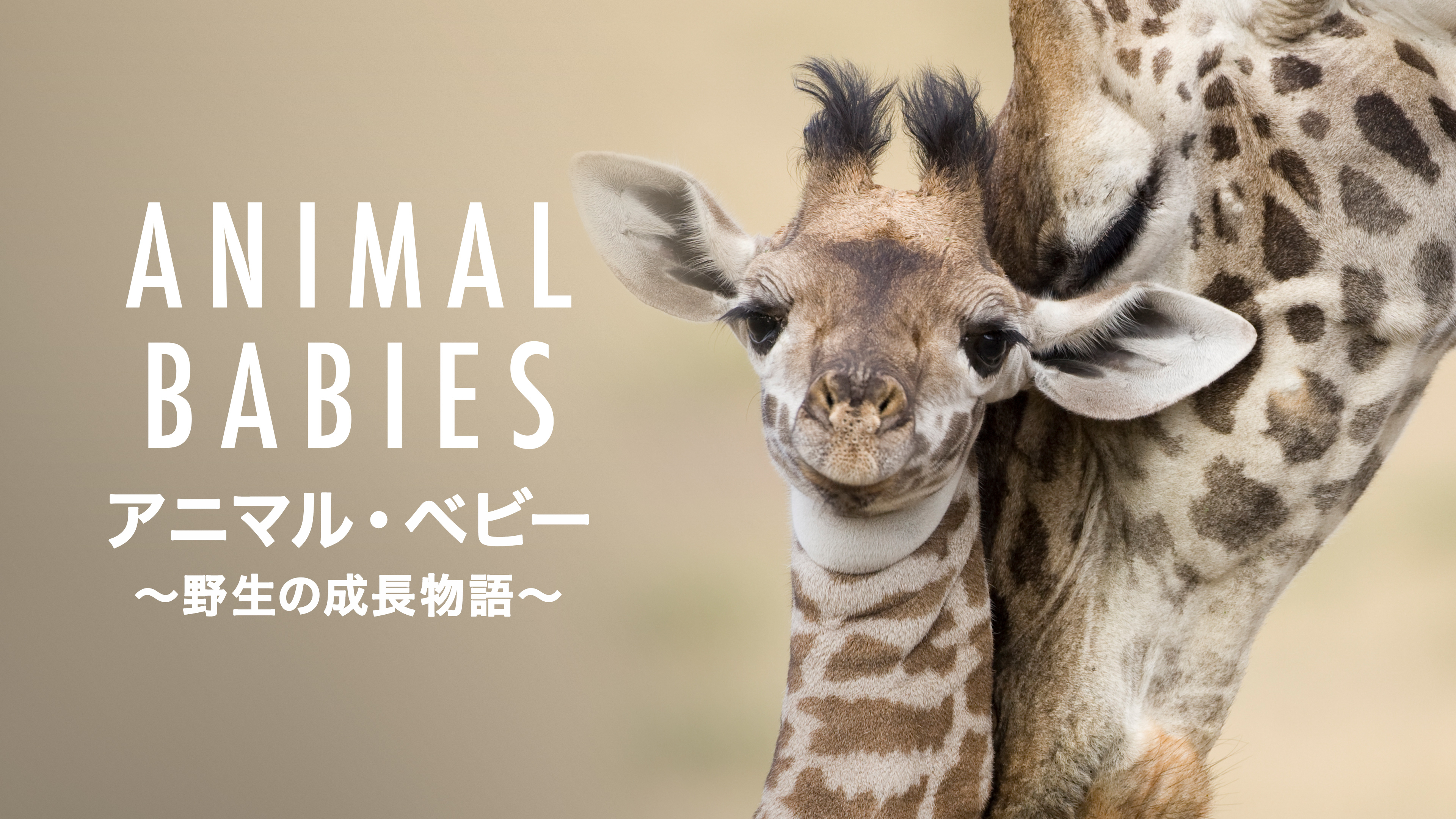 Amazon.co.jp: BBC earth アニマル・ベビー ~野生の成長物語