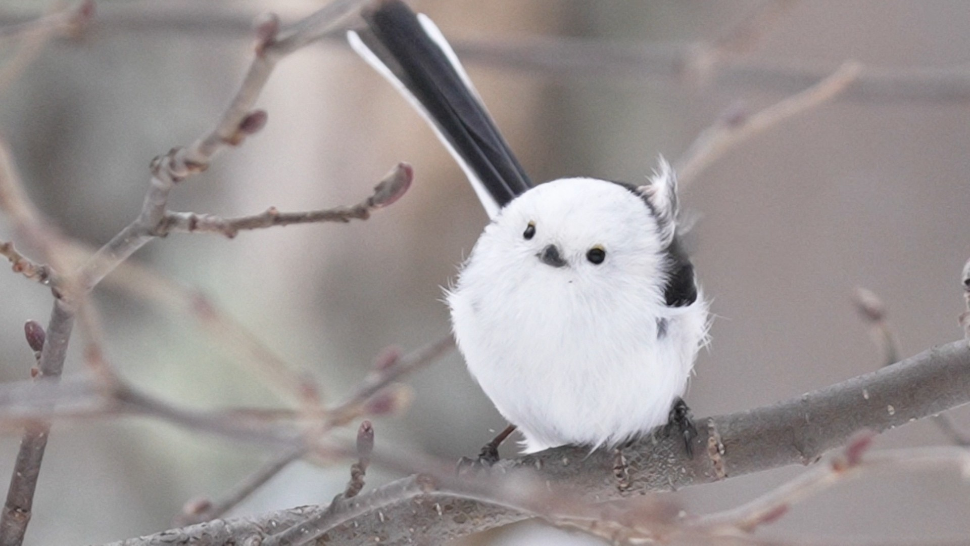 池崎一門･冬のネコネコ祭り! 雪の妖精大捜索も