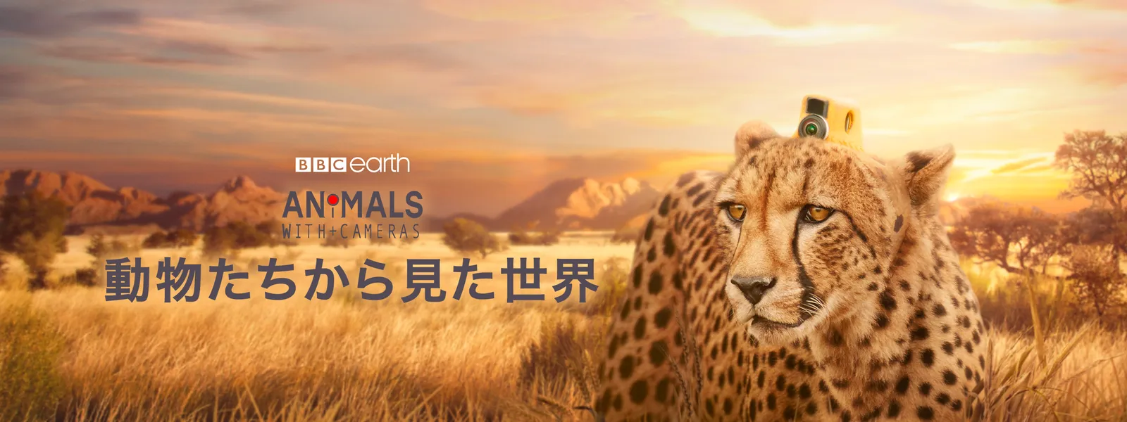 動物たちから見た世界 - サムネイル