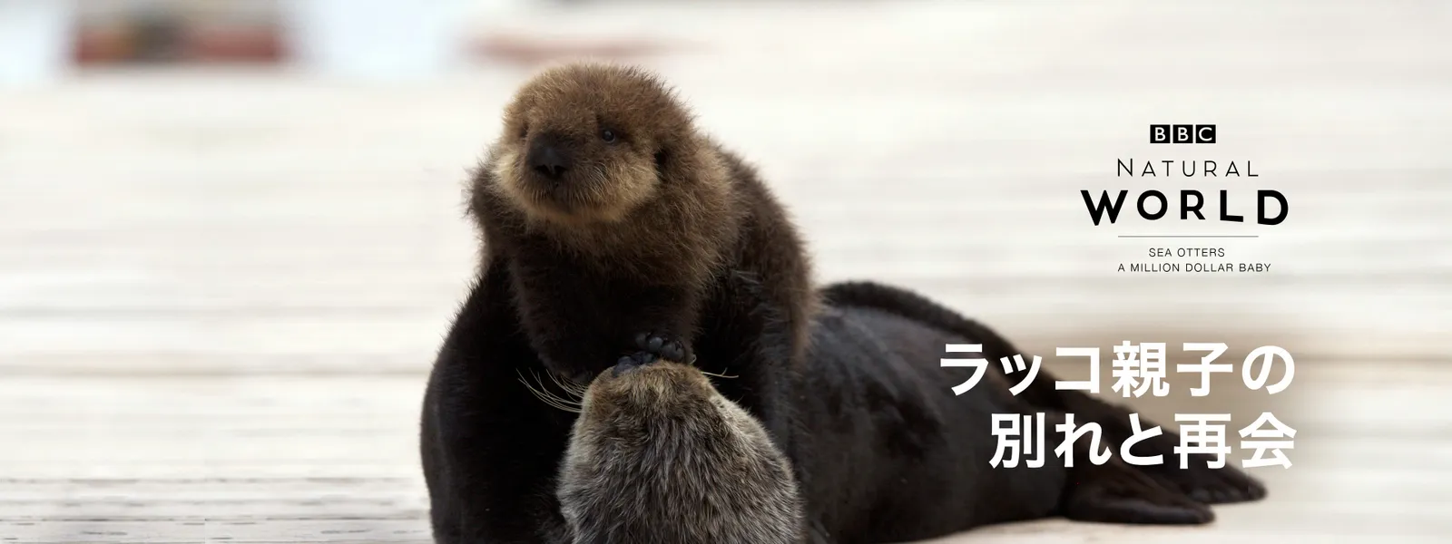 ラッコ親子の別れと再会 - サムネイル