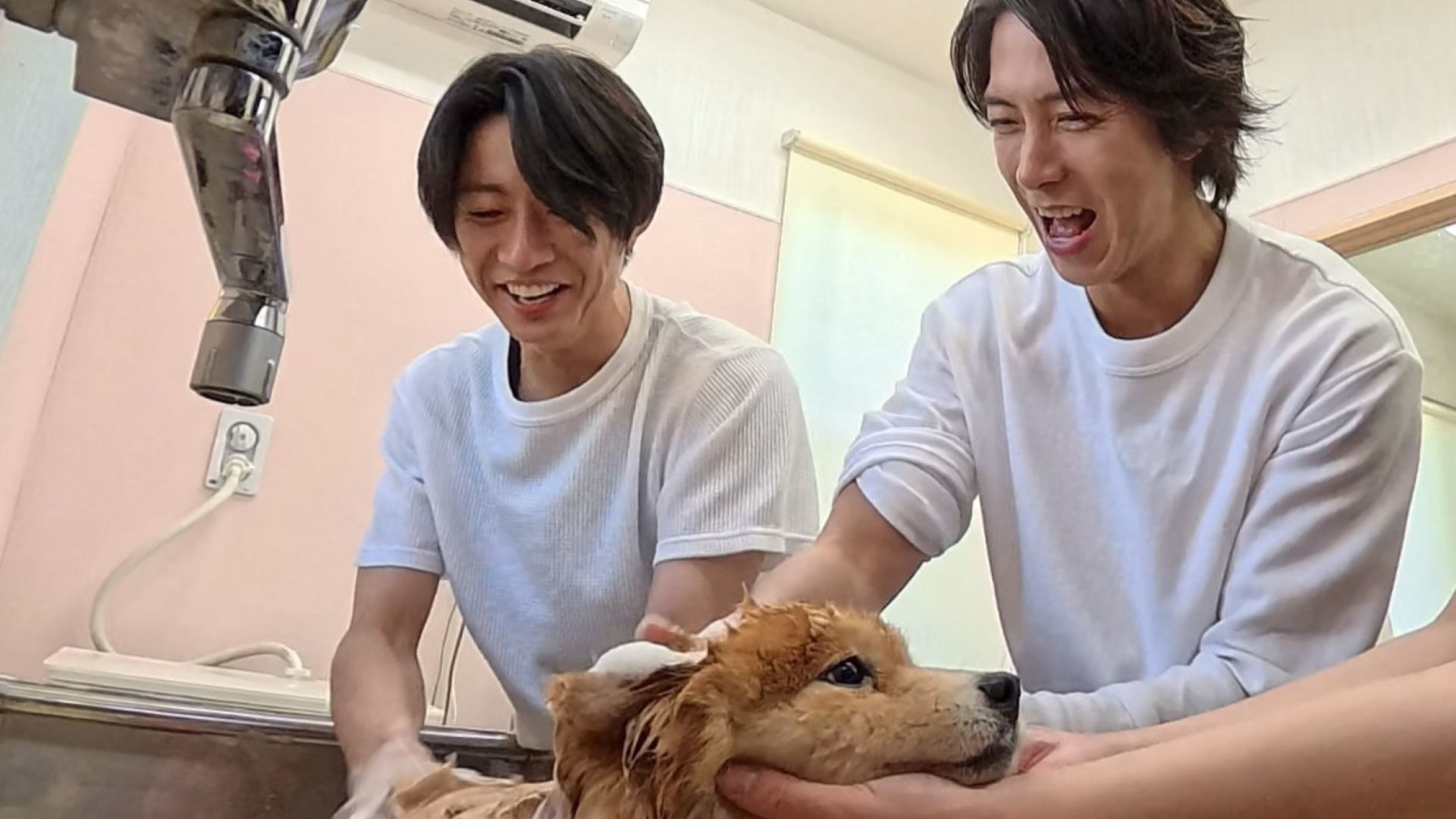 子猫ワカメ最終回&多頭飼育の現場に相葉と山P