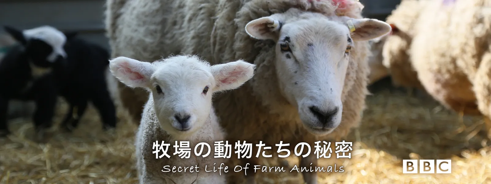牧場の動物たちの秘密 - サムネイル