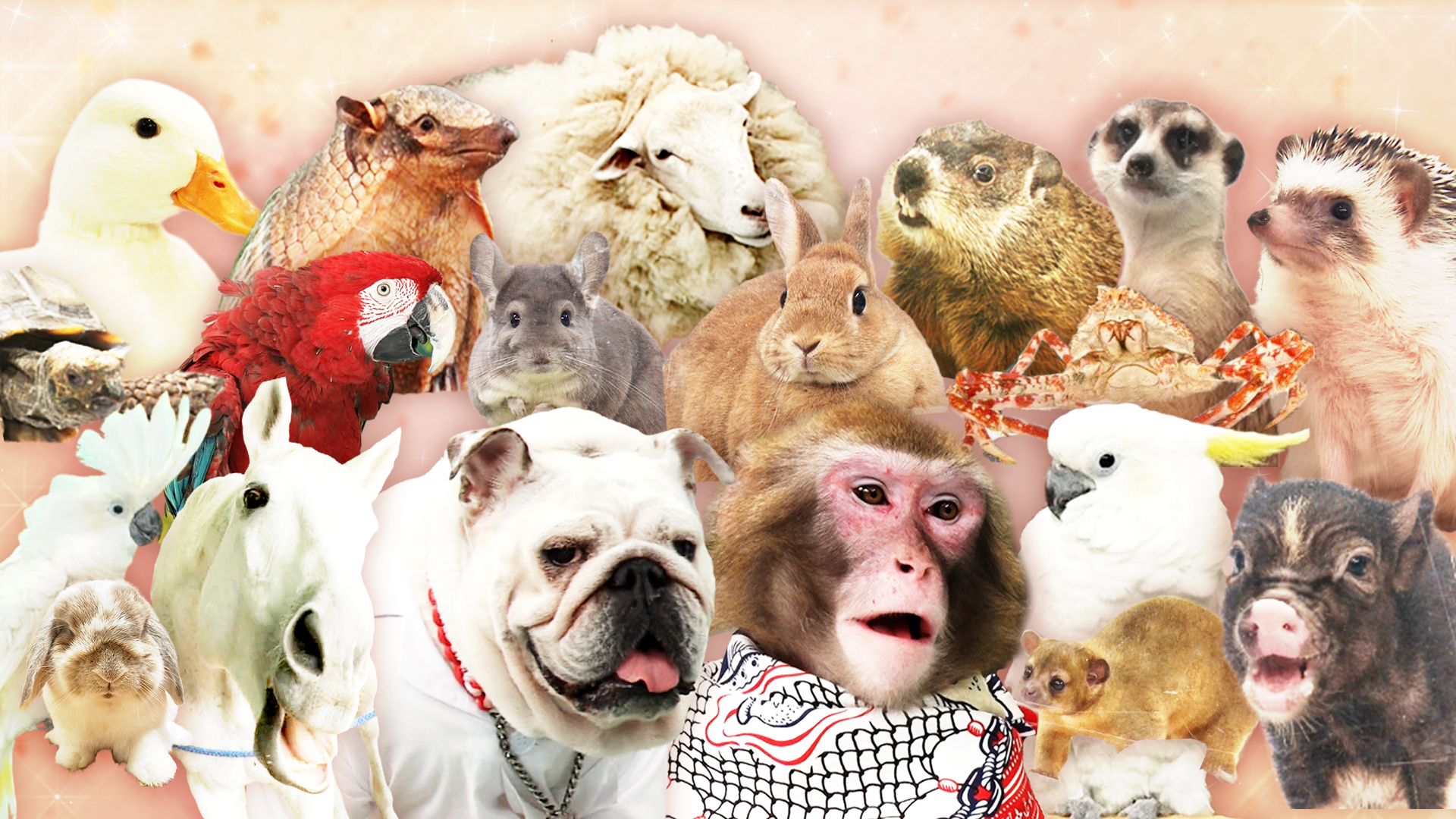 【最終回】こうやって人間研究所は終わることになりました。