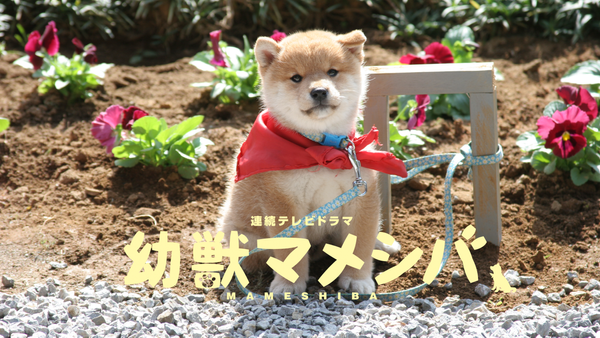 連続テレビドラマ 幼獣マメシバ | Hulu(フールー)