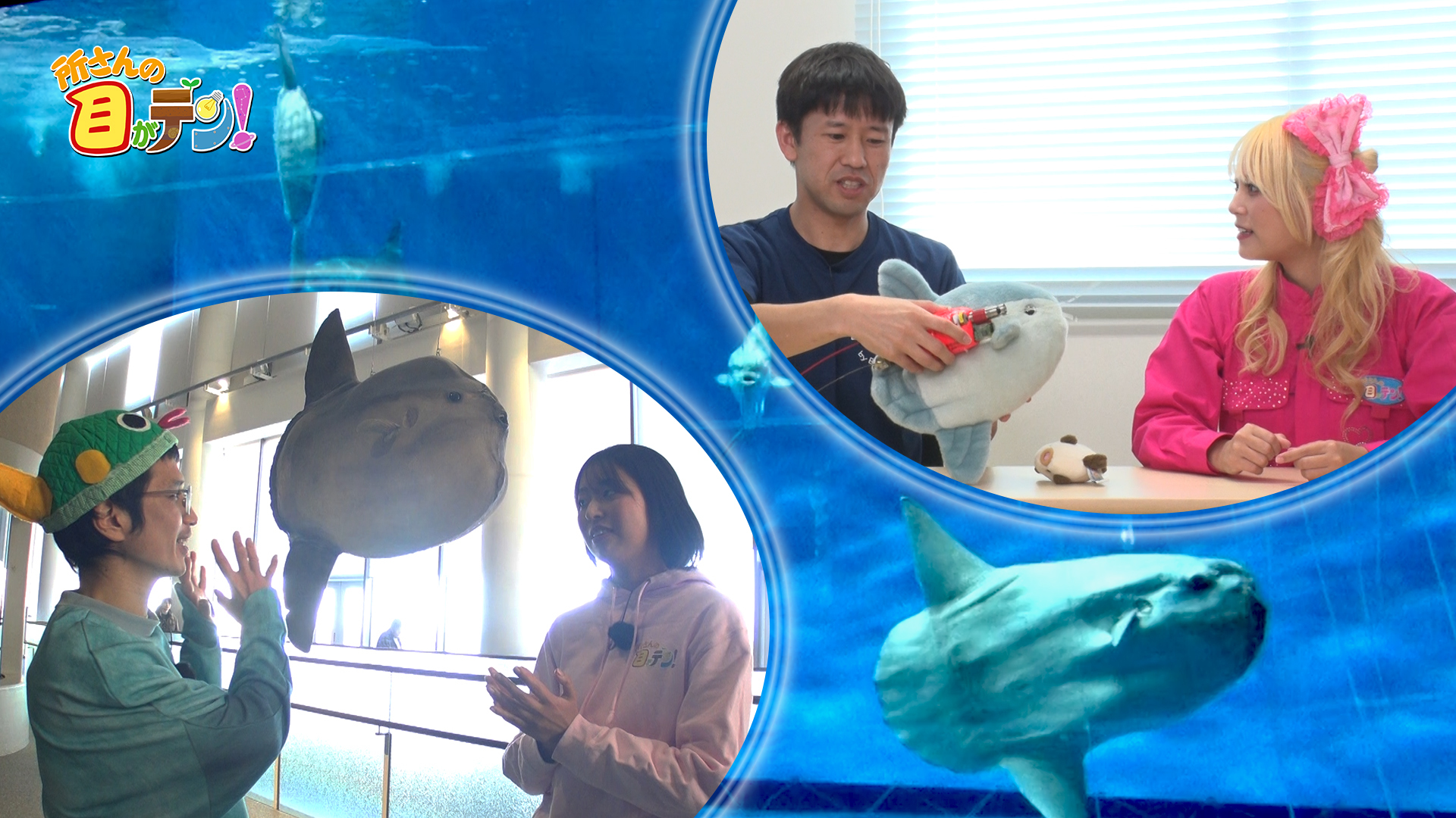 マンボウ最弱伝説はウソだった? 謎多き生態を徹底調査!