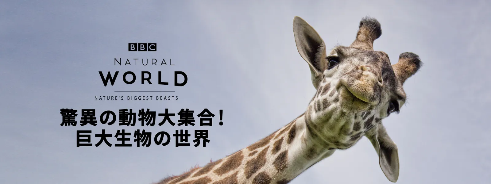 驚異の動物大集合 巨大生物の世界 が見放題 Hulu フールー お試し無料