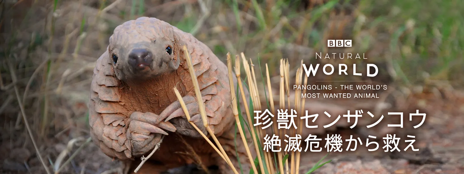 珍獣センザンコウ 絶滅危機から救え - サムネイル
