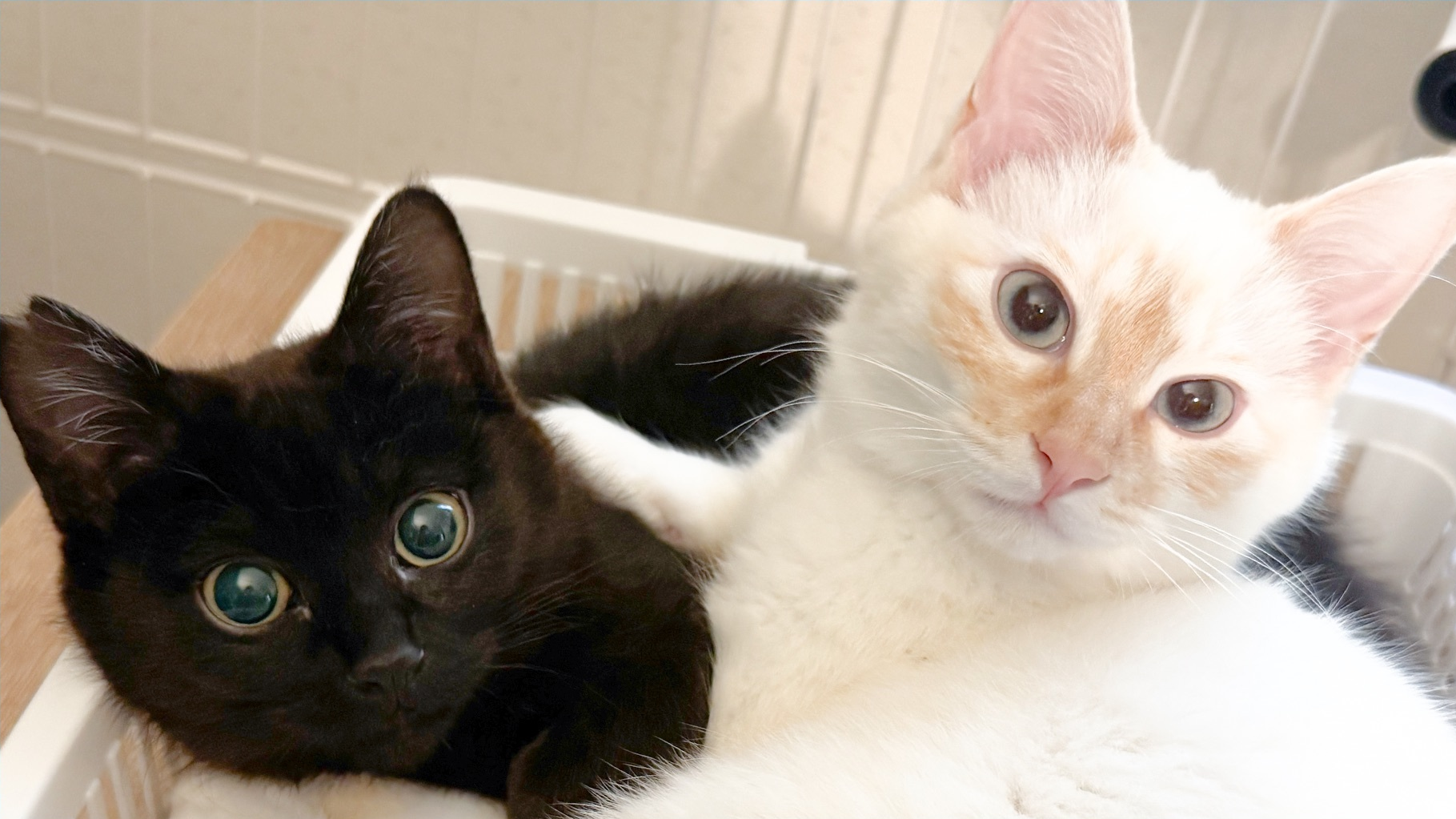 サンシャイン池崎新シリーズ&子猫新企画スタート!