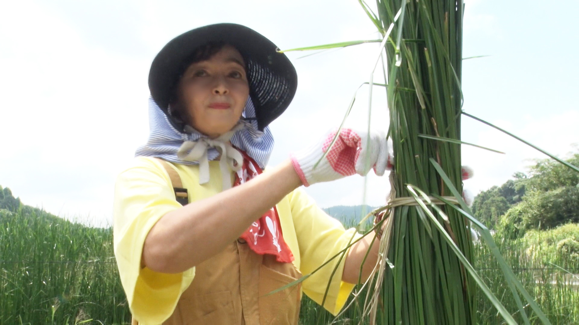 七島藺が立った! 教えて! お父さん&岩切さん
