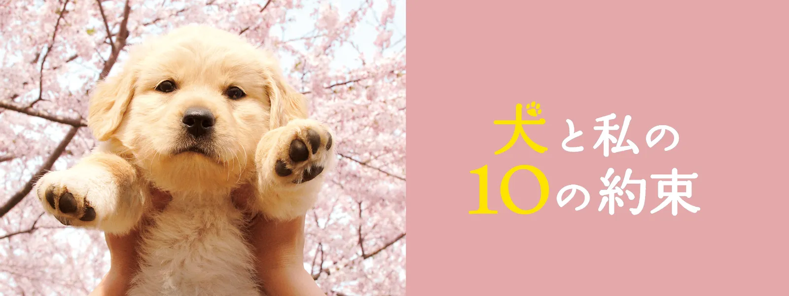 犬と私の10の約束 が見放題 Hulu フールー お試し無料 犬と私の10の約束 が見放題 Hulu フールー お試し無料