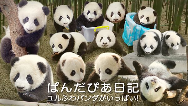 ぱんだぴあ日記 ユルふわパンダがいっぱい！