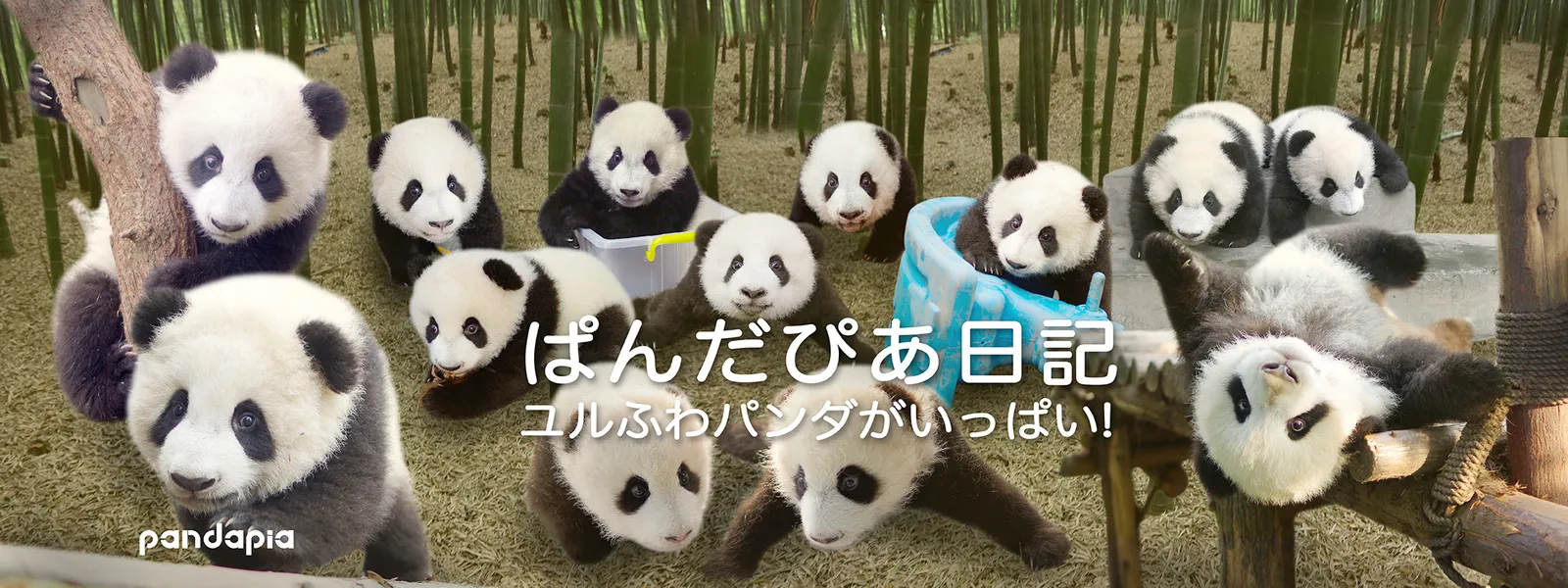 ぱんだぴあ日記 ユルふわパンダがいっぱい が見放題 Hulu フールー お試し無料 ぱんだぴあ日記 ユルふわパンダがいっぱい が見放題 Hulu フールー お試し無料